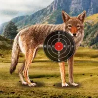 Coyote Target Shooting